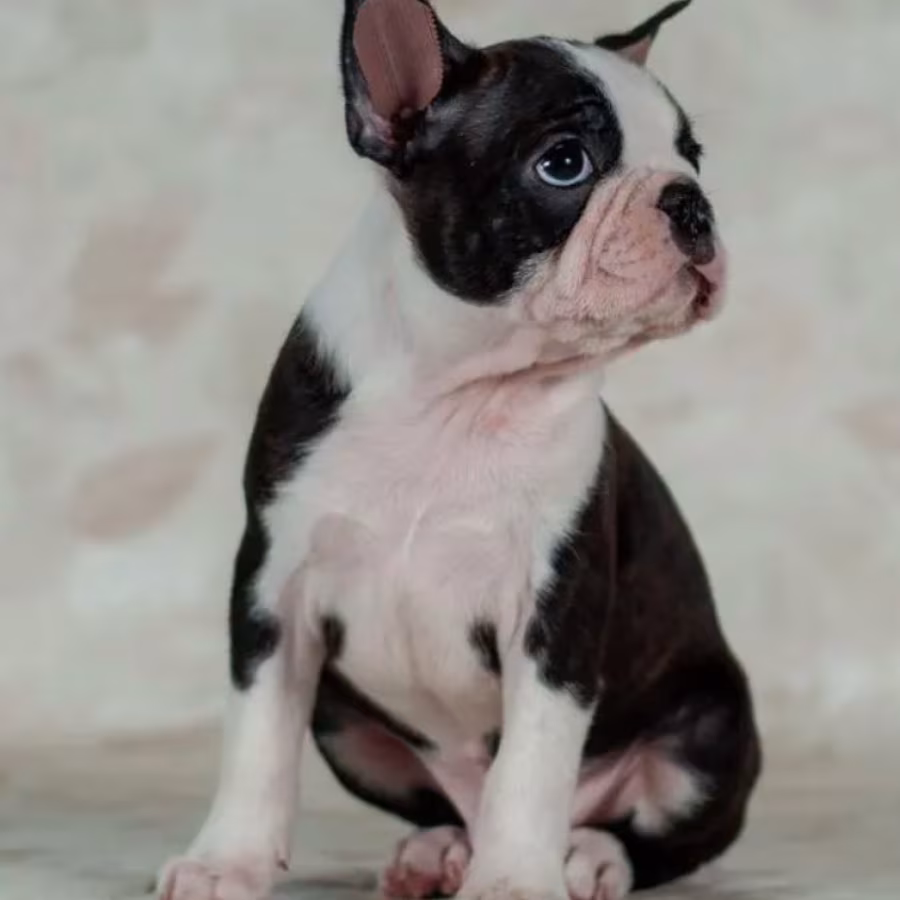 Boston Terrier Boy for Sale in Los Angeles, CA