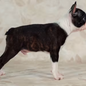 Boston Terrier Boy for Sale in Los Angeles, CA