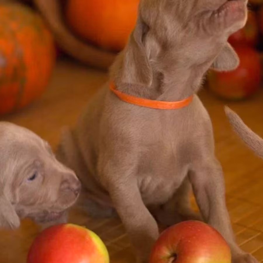 Two Weimaraner Girls for Sale
