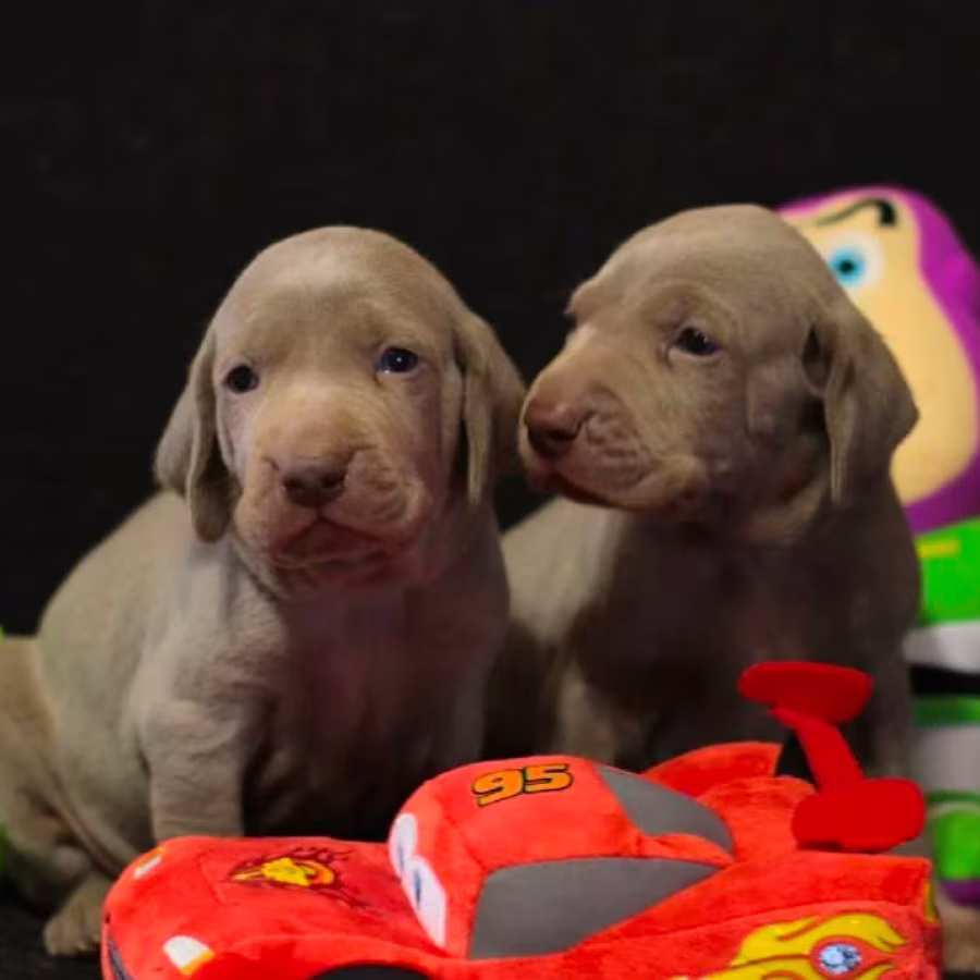 Two Weimaraner Girls for Sale