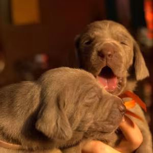 Two Weimaraner Girls for Sale