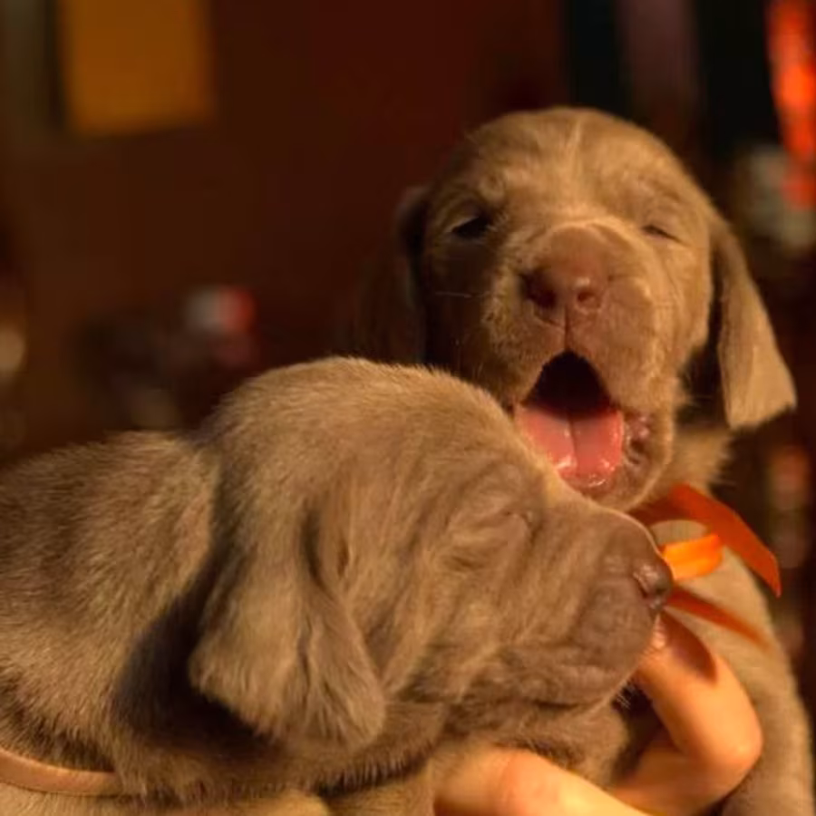 Two Weimaraner Girls for Sale