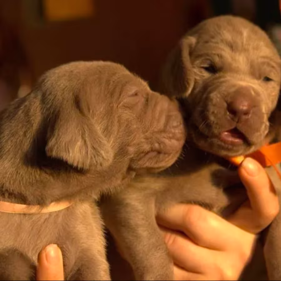 Two Weimaraner Girls for Sale