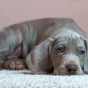 Weimaraner Girl for Sale in Phoenix, AZ