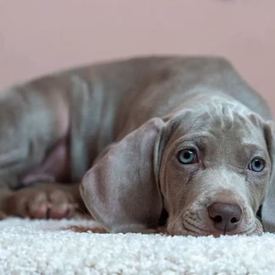 Weimaraner Girl for Sale in Phoenix, AZ