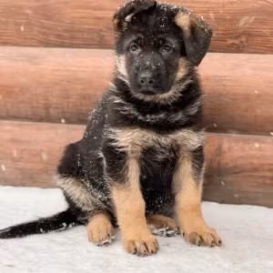 123. 3-Month-Old German Shepherd Girl for Sale in Bronx, NY