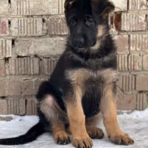 123. 3-Month-Old German Shepherd Girl for Sale in Bronx, NY