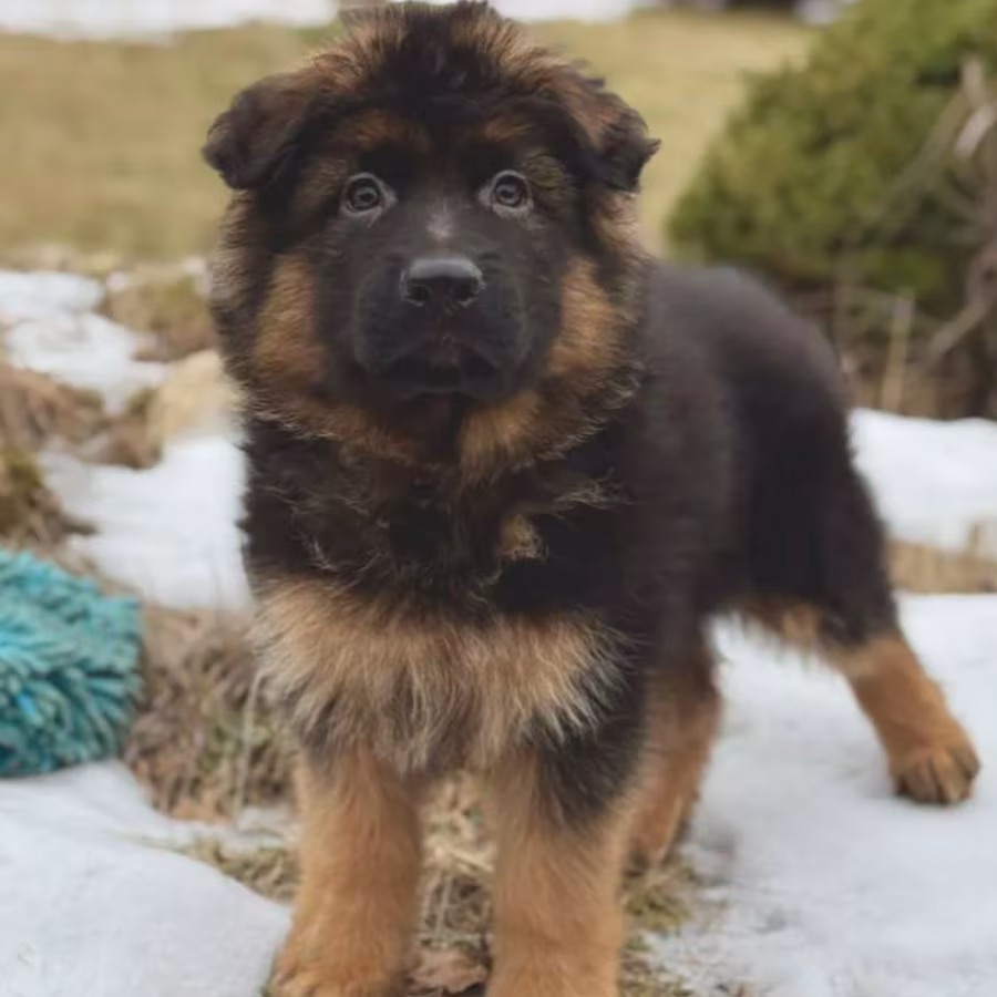 123. 3-Month-Old German Shepherd Girl for Sale in Bronx, NY