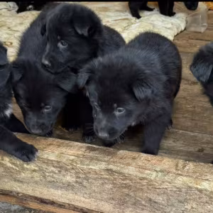 German Shepherd Puppies for Sale in Dallas, TX