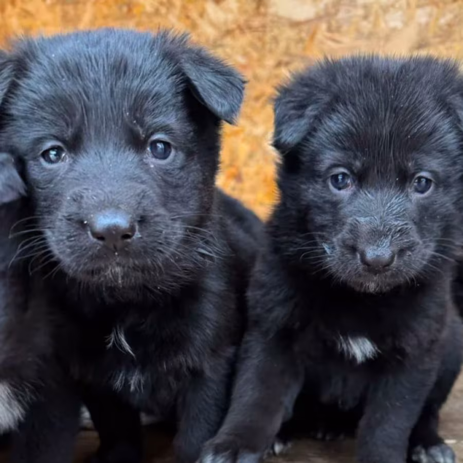German Shepherd Puppies for Sale in Dallas, TX