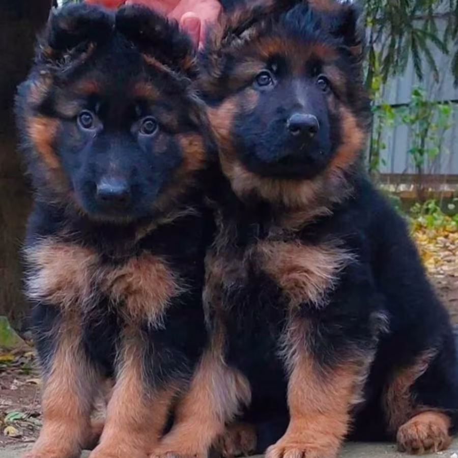 German Shepherd Puppies Available: Boys and Girls