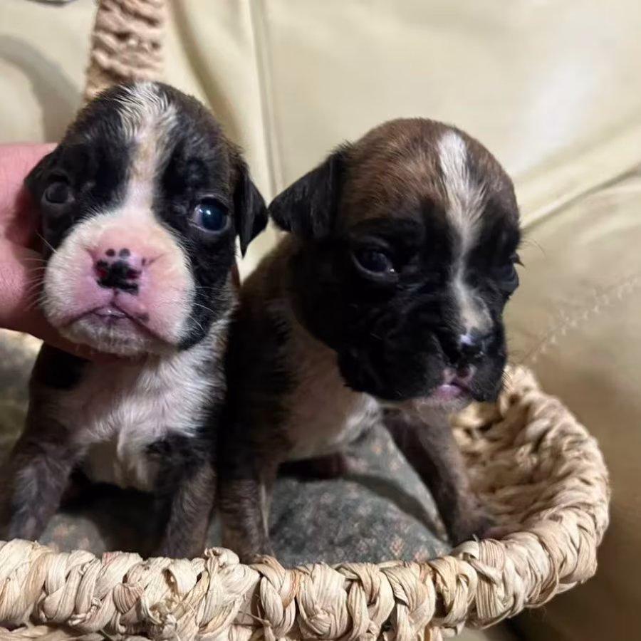 Boxer Puppies for Sale in Fort Wayne, IN
