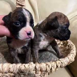 Boxer Puppies for Sale in Fort Wayne, IN