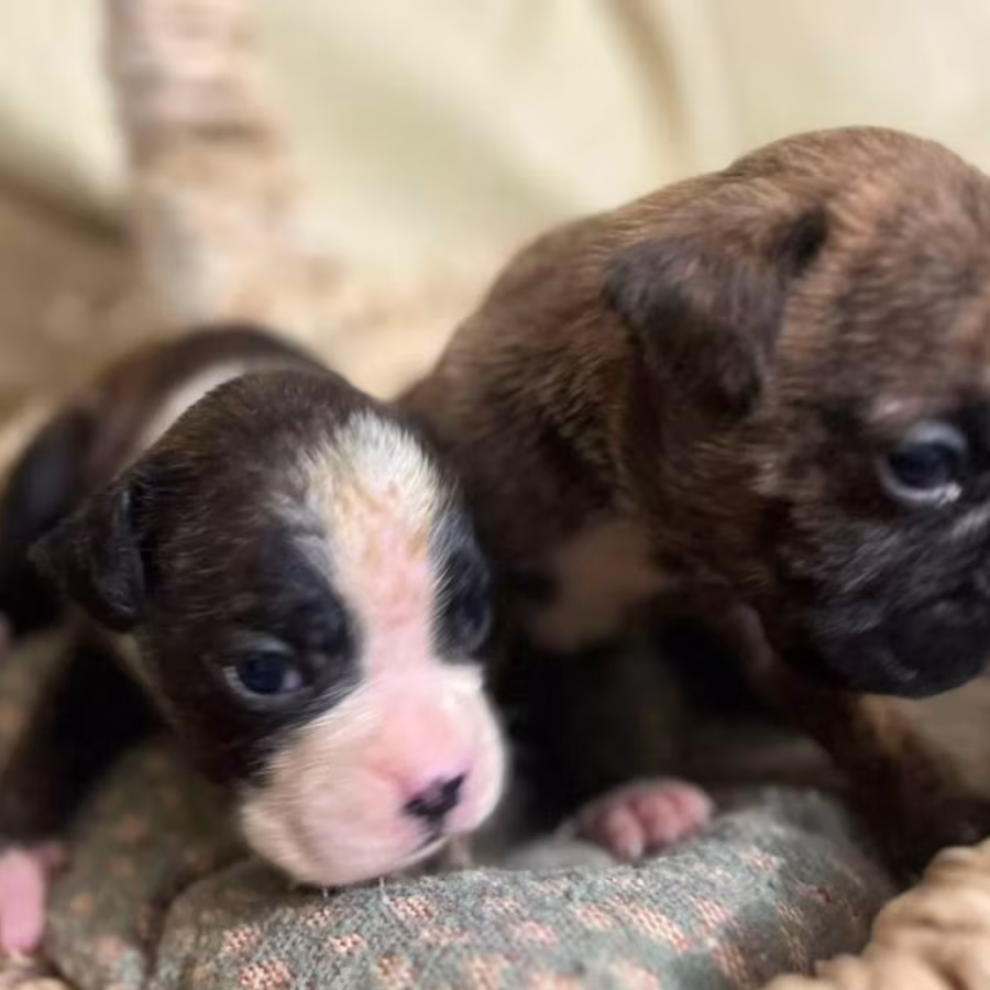 Boxer Puppies for Sale in Fort Wayne, IN