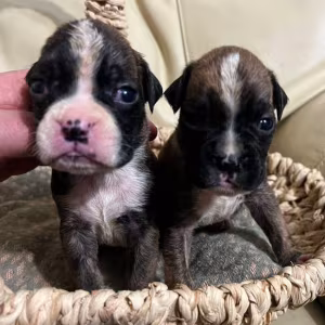 Boxer Puppies for Sale in Fort Wayne, IN