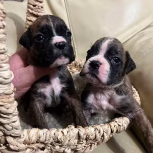 Boxer Puppies for Sale in Fort Wayne, IN