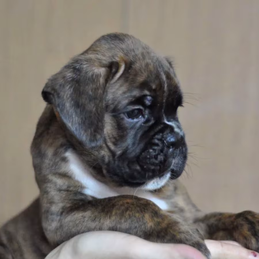 Boxer Girl in Minnesota