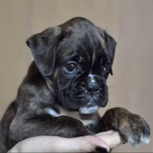 Boxer Girl in Minnesota
