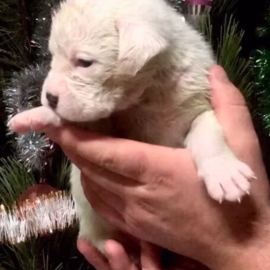 Male and Female Boxer Puppies from Purebred Parents in Edison, NJ