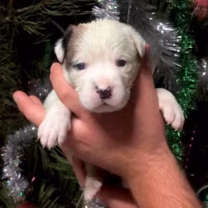 Male and Female Boxer Puppies from Purebred Parents in Edison, NJ