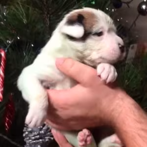 Male and Female Boxer Puppies from Purebred Parents in Edison, NJ