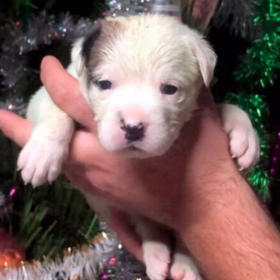 Male and Female Boxer Puppies from Purebred Parents in Edison, NJ