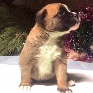 Male and Female Boxer Puppies from Purebred Parents in Edison, NJ