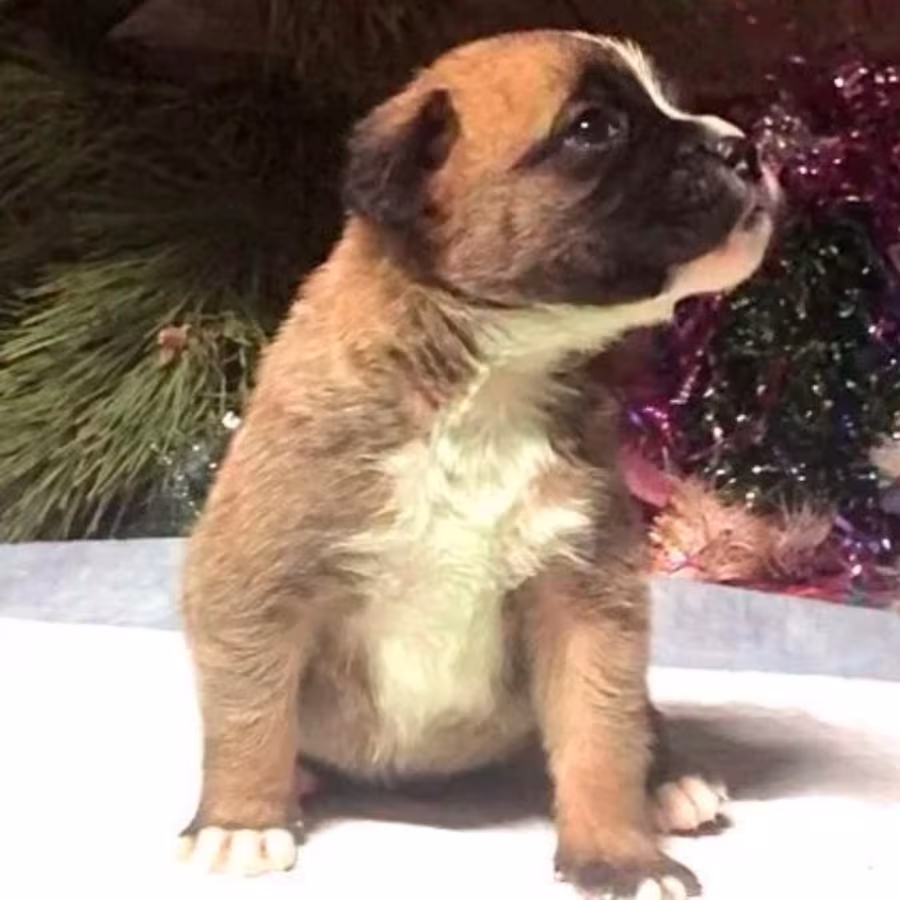 Male and Female Boxer Puppies from Purebred Parents in Edison, NJ
