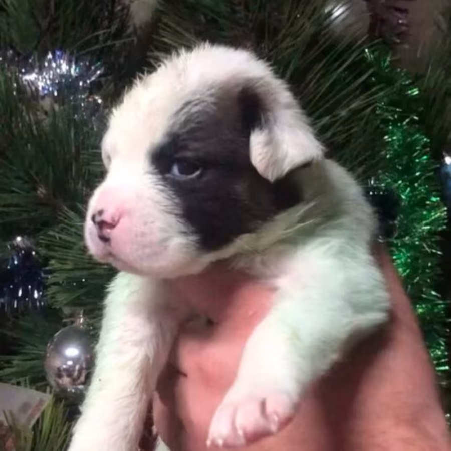 Male and Female Boxer Puppies from Purebred Parents in Edison, NJ
