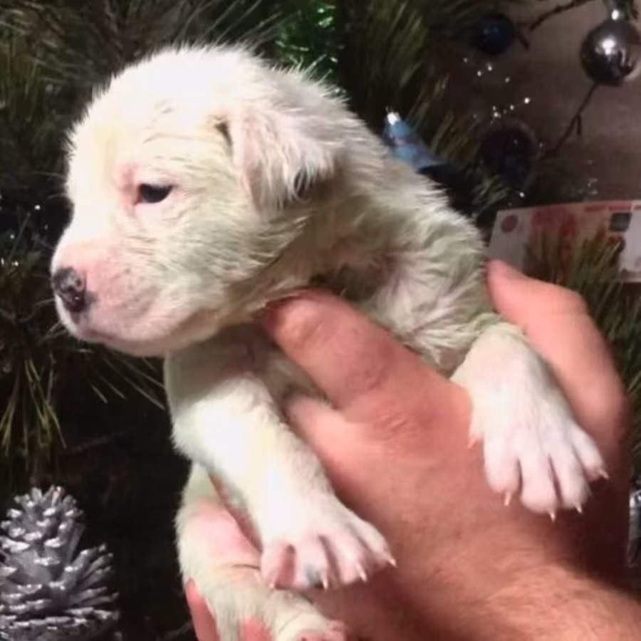 Male and Female Boxer Puppies from Purebred Parents in Edison, NJ