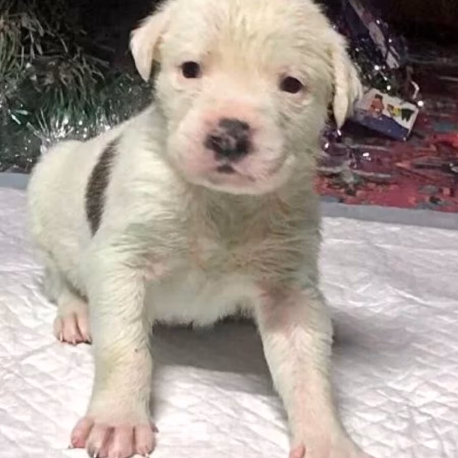 Male and Female Boxer Puppies from Purebred Parents in Edison, NJ