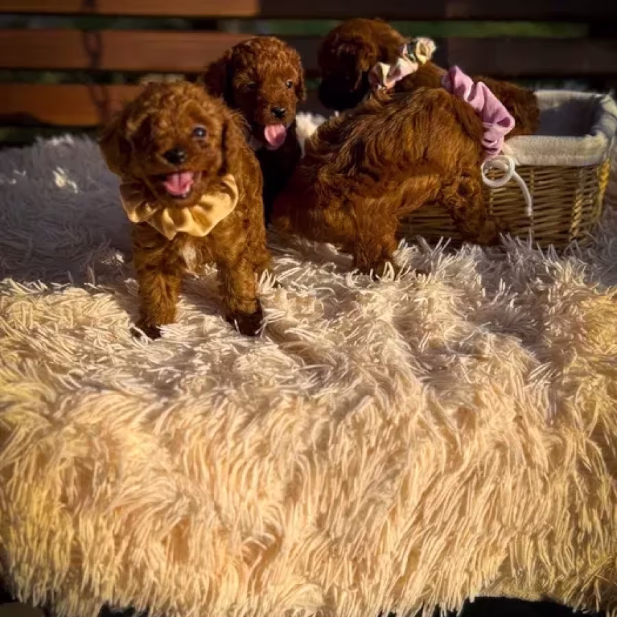 Toy poodle puppies, toy poodle teacup dogs