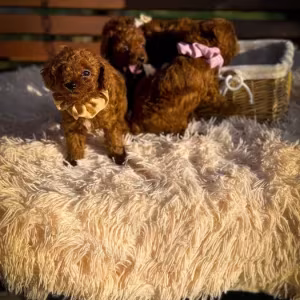 Toy poodle puppies, toy poodle teacup dogs