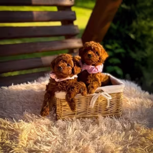 Toy poodle puppies, toy poodle teacup dogs