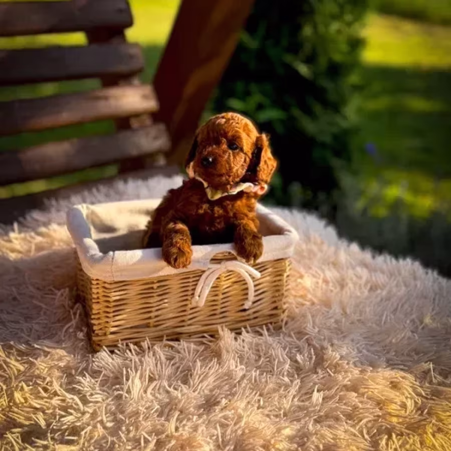 Toy poodle puppies, toy poodle teacup dogs