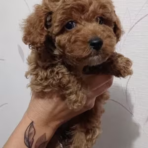 Toy Poodles for sale,healthy puppies, adopt a small dog