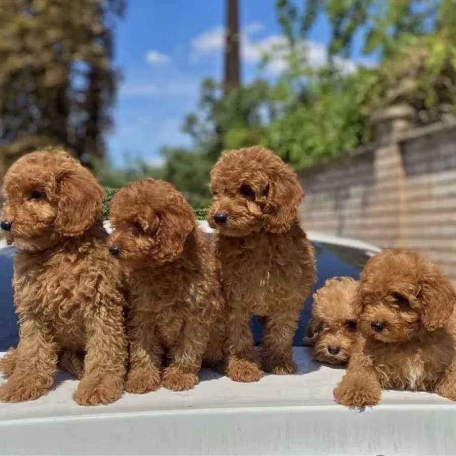 Toy poodle and maltese kids.