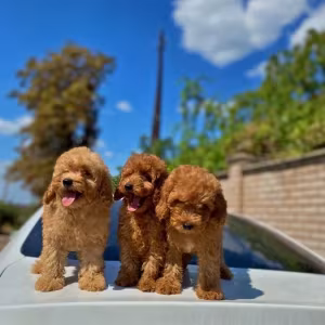 Toy poodle and maltese kids.