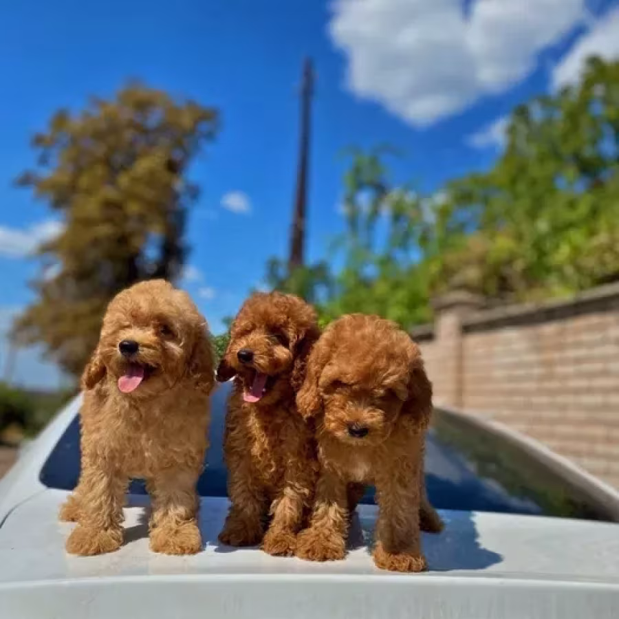 Toy poodle and maltese kids.
