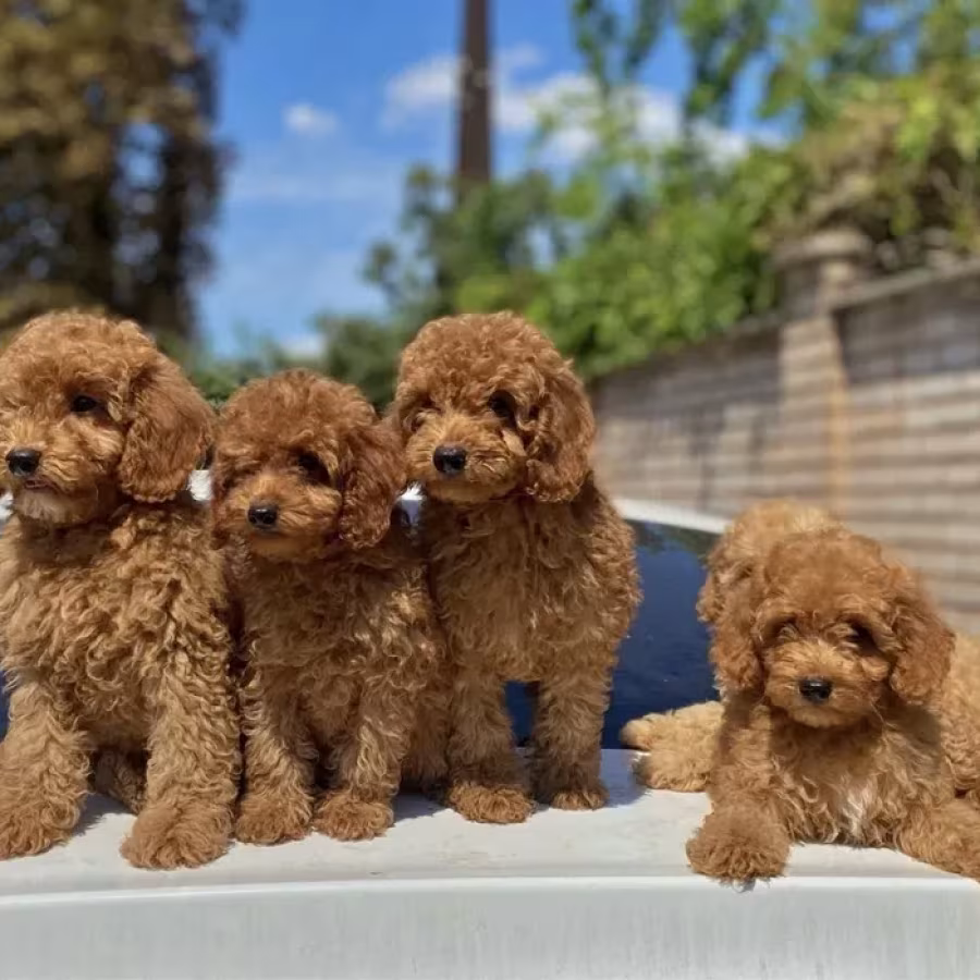 Toy poodle and maltese kids.