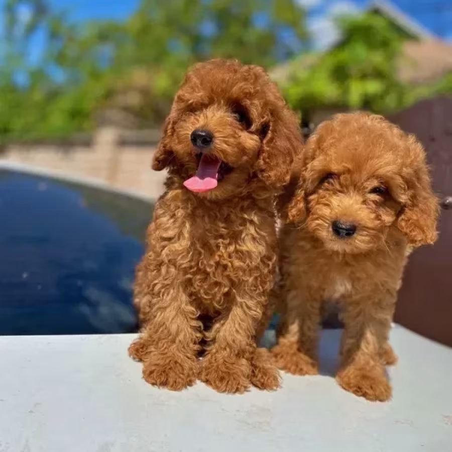 Toy poodle and maltese kids.
