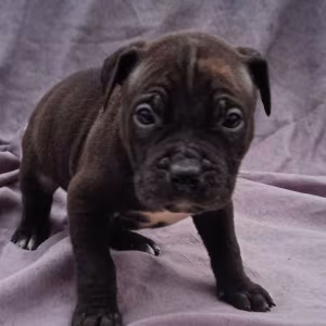 American Pit Bull Terrier Puppies for Sale in Miami, OK