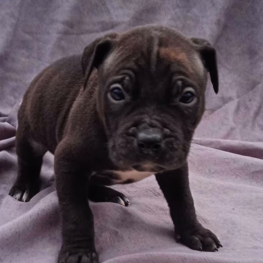 American Pit Bull Terrier Puppies for Sale in Miami, OK