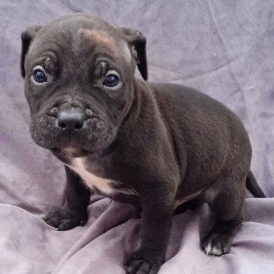 American Pit Bull Terrier Puppies for Sale in Miami, OK