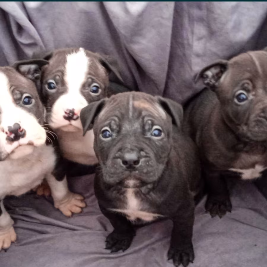 American Pit Bull Terrier Puppies for Sale in Miami, OK