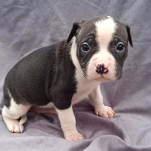 American Pit Bull Terrier Puppies for Sale in Miami, OK