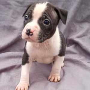 American Pit Bull Terrier Puppies for Sale in Miami, OK