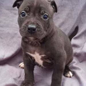 American Pit Bull Terrier Puppies for Sale in Miami, OK