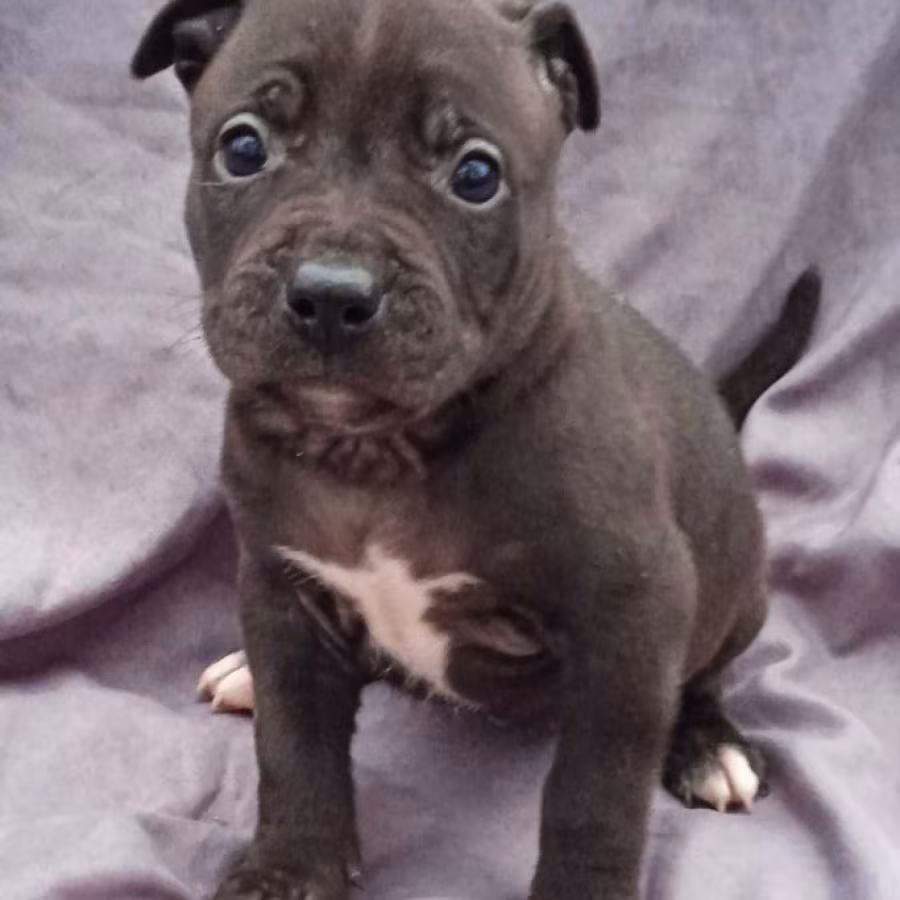 American Pit Bull Terrier Puppies for Sale in Miami, OK