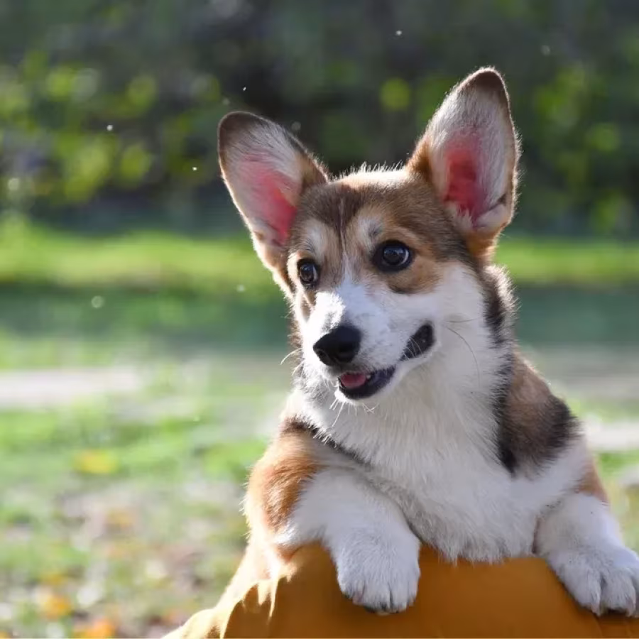 Welsh Corgi Pembroke